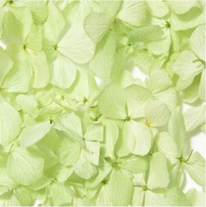 Pale green confetti 