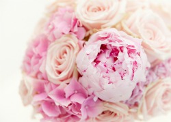 pink peonies and pink roses wedding bouquet