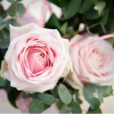 soft pink roses