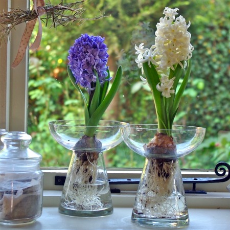 blue and white hyacinths in bulb vases 