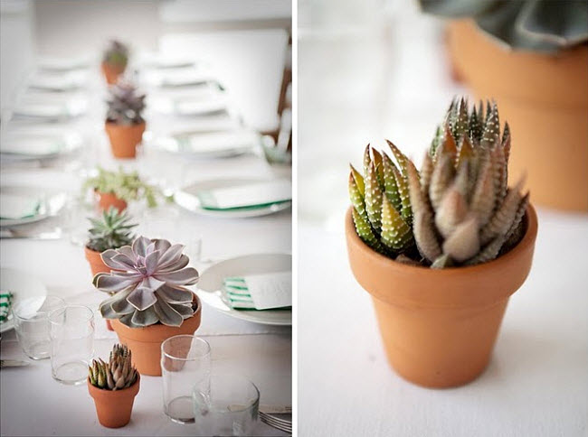 How to Use Succulents to Add Life to Your Wedding Reception
