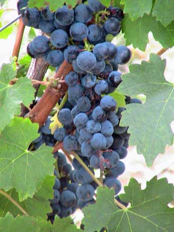 Merlot grapes on vine