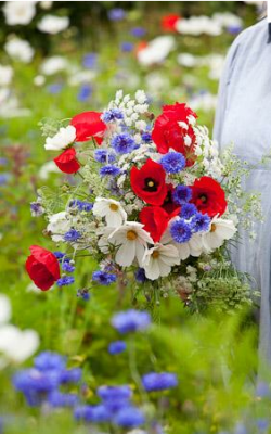 Red, white and blue flowers 