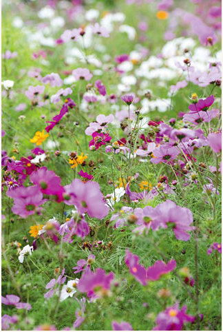 country flower meadow 
