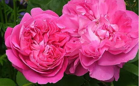 old fashioned pink damask rose