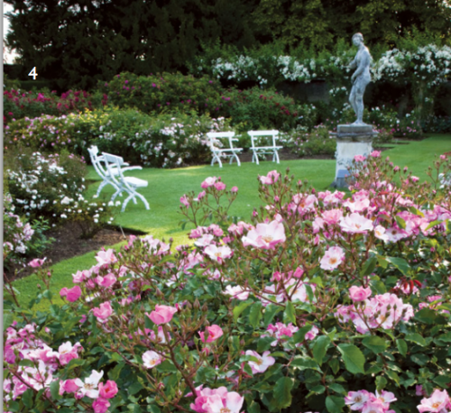 rose garden at Castle Howard