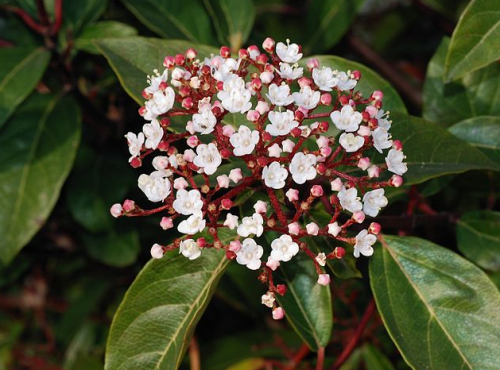 autumn wedding flower viburnum