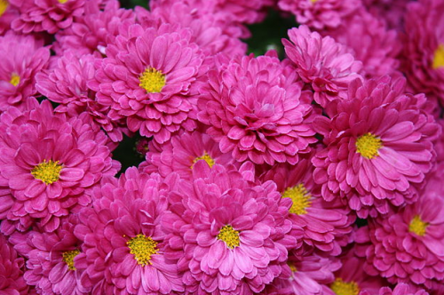 autumn wedding flowers chrysanthemums 