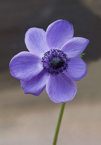 Anenomes will add a pop of colour