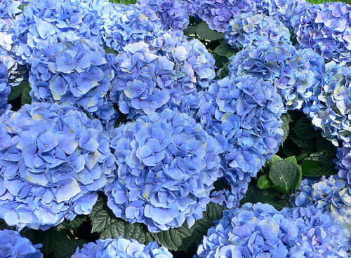 Hydrangeas are easy to DIY as table centres 