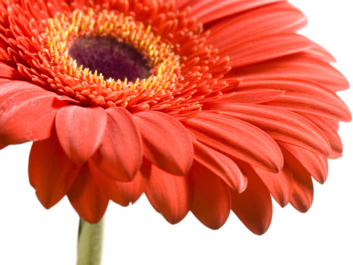 Gerberas are FUN!