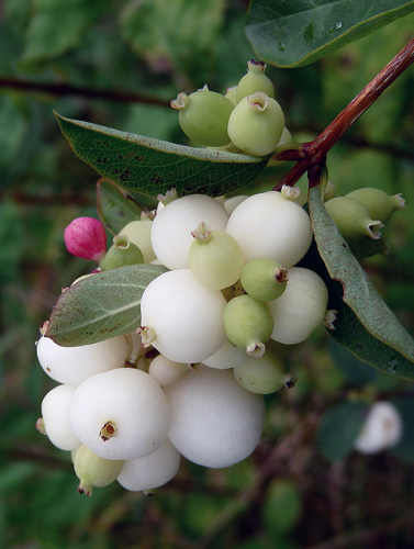 Delicate snowberries 